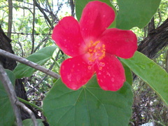 Hibiscus martianus