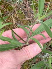 Coreopsis pubescens