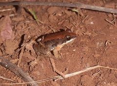 Minervarya sahyadris