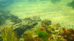 Eubalichthys mosaicus