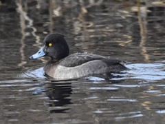 Aythya fuligula