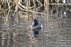 Aythya fuligula