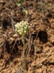 Antennaria argentea