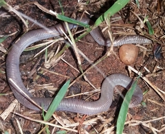 Amphisbaena vermicularis