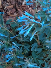 Corydalis flexuosa