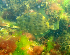 Eubalichthys mosaicus