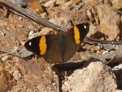 Diaethria pandama