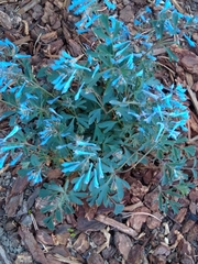 Corydalis flexuosa