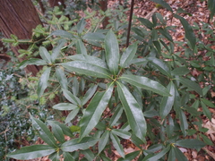 Quercus sessilifolia