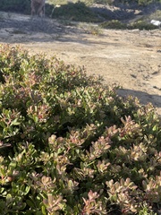 Arctostaphylos pumila