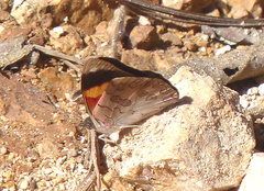 Diaethria pandama