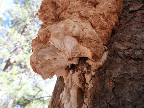 iNaturalist observation photo of Conifer Chicken of the Woods