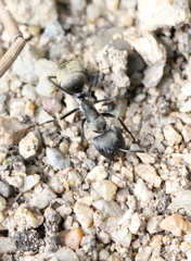 Camponotus parius