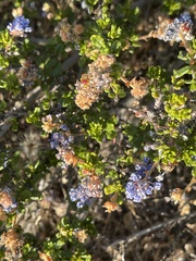 Ceanothus dentatus