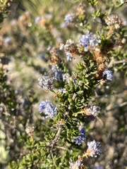 Ceanothus dentatus