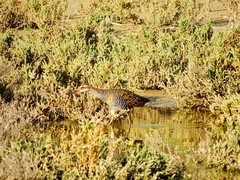 Gallirallus philippensis mellori