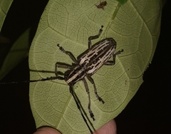 Epepeotes uncinatus