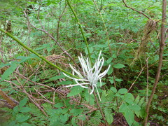 Exobasidium parvifolii