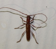 Aneflomorpha seminuda