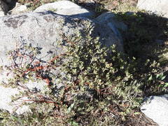 Arctostaphylos nevadensis