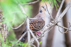 Streptopelia orientalis orientalis