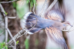 Streptopelia orientalis orientalis