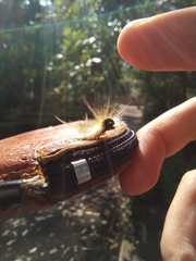 Noctuoidea