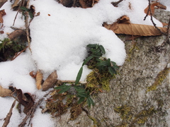 Ilex rugosa stenophylla