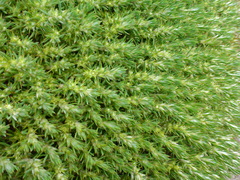 Cardionema ramosissimum