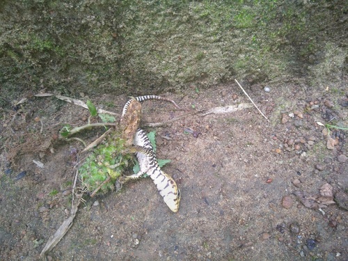 Yellow Monitor, Varanus flavescens