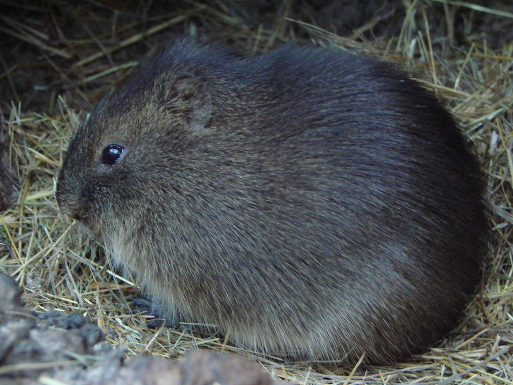 Greater Guinea Pig