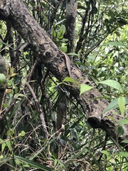 Spondylurus nitidus