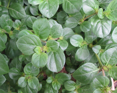 Amaranthaceae