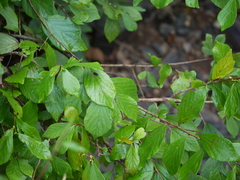 Bridelia montana