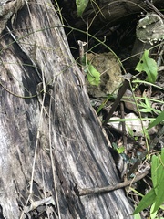 Spondylurus nitidus