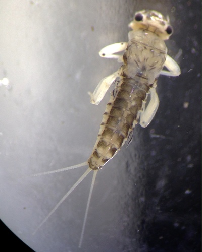 Genus Koorrnonga · iNaturalist