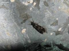 Chimarra texana