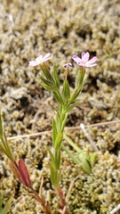 Microsteris gracilis