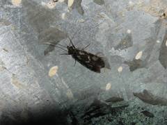 Chimarra texana