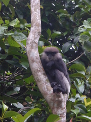 Semnopithecus vetulus