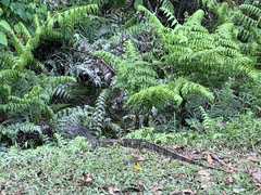 Varanus salvator macromaculatus