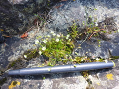 Sagina maxima maxima