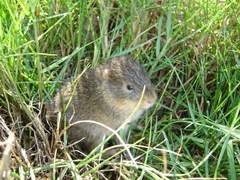 Moleques Do Sul Guinea Pig photo 2