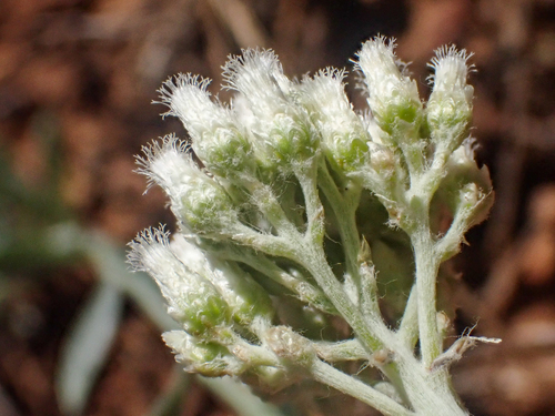 Silver pussytoes (Antennaria argentea)
