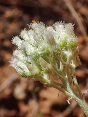 Antennaria argentea