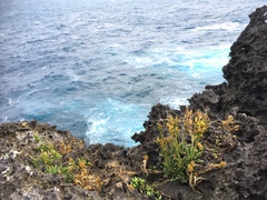 Limonium wrightii wrightii