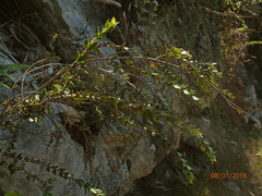 Metrosideros colensoi