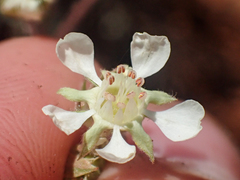Horkelia daucifolia