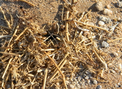 Hodotermes mossambicus