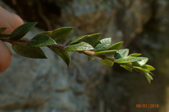 Metrosideros colensoi